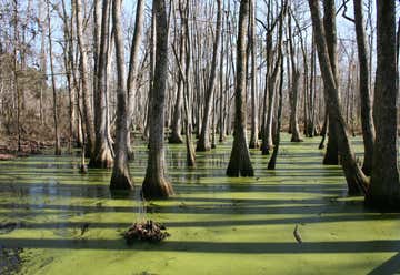 Photo of Tupelo-Baldcypress Swamp