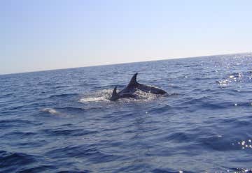 Photo of Florida Dolphin Watching Tours