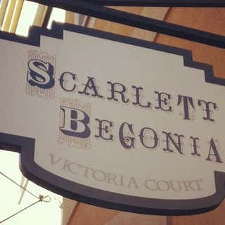 Scarlett Begonia