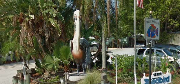 Photo of Giant Pelican