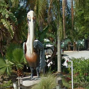 Giant Pelican