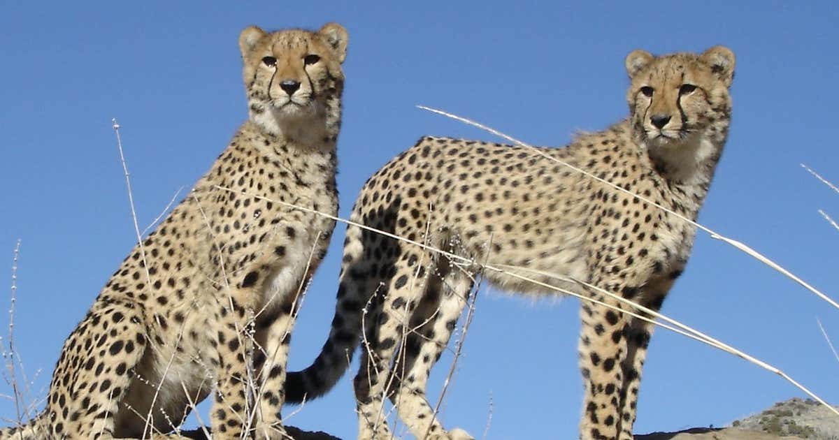 Animal Ark Wildlife Sanctuary, Reno Roadtrippers