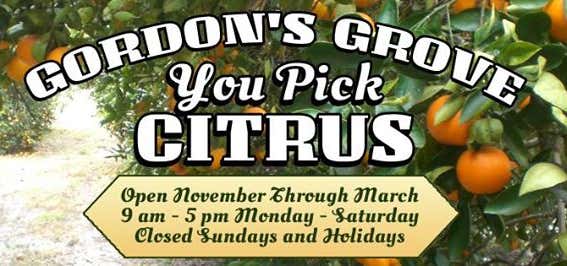 Photo of Gordon's Grove - You Pick Citrus