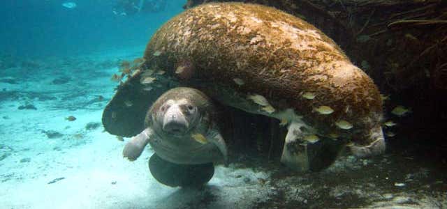 Photo of Manatees in Paradise
