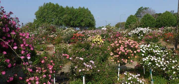 Photo of San Jose Heritage Rose Garden