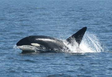 Photo of Princess Monterey Whale Watching