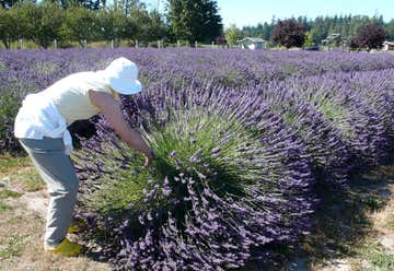 Photo of Two Sisters Lavender Farm