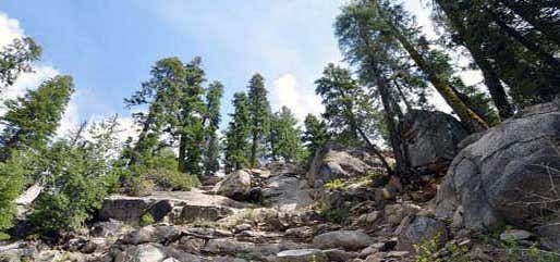 Photo of Sierra National Forest