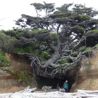 Tree Root Cave