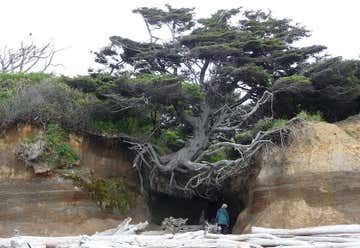 Photo of Tree Root Cave