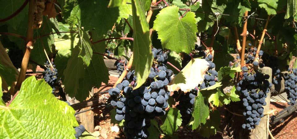 Photo of Rudd Vineyards & Winery