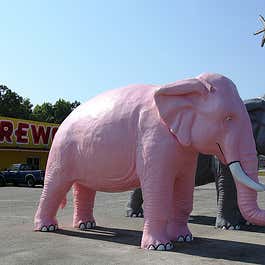Huge Pink & Gray Elephants