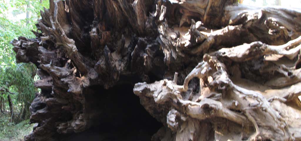 Photo of Giant Redwood Root Cave