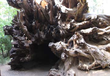 Photo of Giant Redwood Root Cave