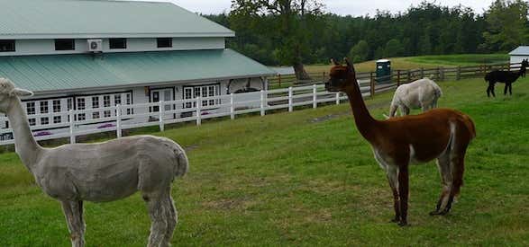 Photo of Krystal Acres Alpaca Farm and Country Store