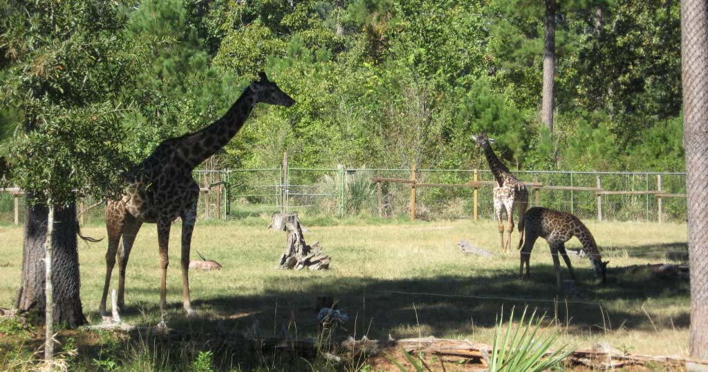 Ellen Trout Zoo Lufkin,Tx, Lufkin Roadtrippers