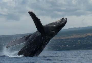 Photo of Pacific Whale Foundation Eco Tours
