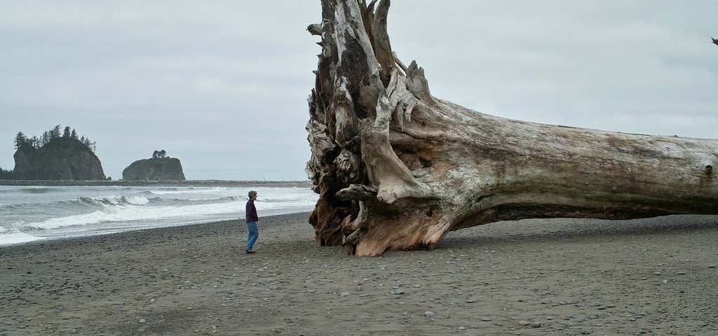 Photo of Giant Redwood on the beach