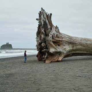 Giant Redwood on the beach