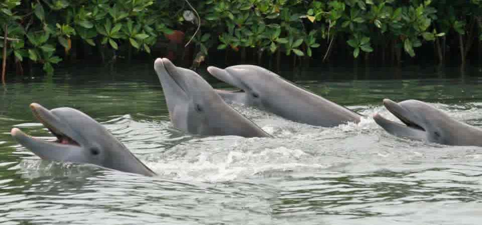 Photo of Dolphin Research Center