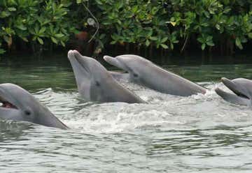 Photo of Dolphin Research Center