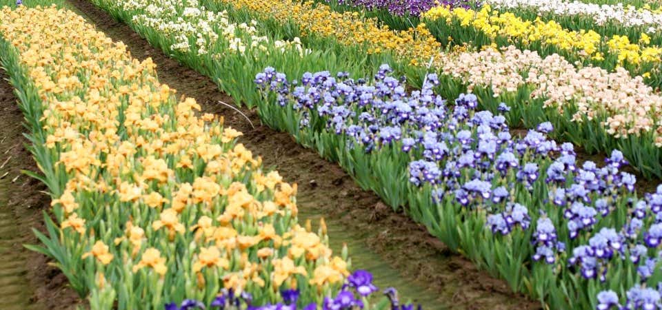 Photo of Schreiners Iris Gardens