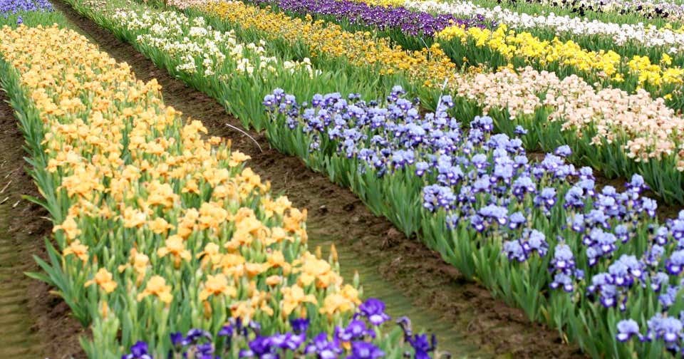 Call Olive Garden Salem Oregon Adelman Peony Gardens (Salem, Oregon