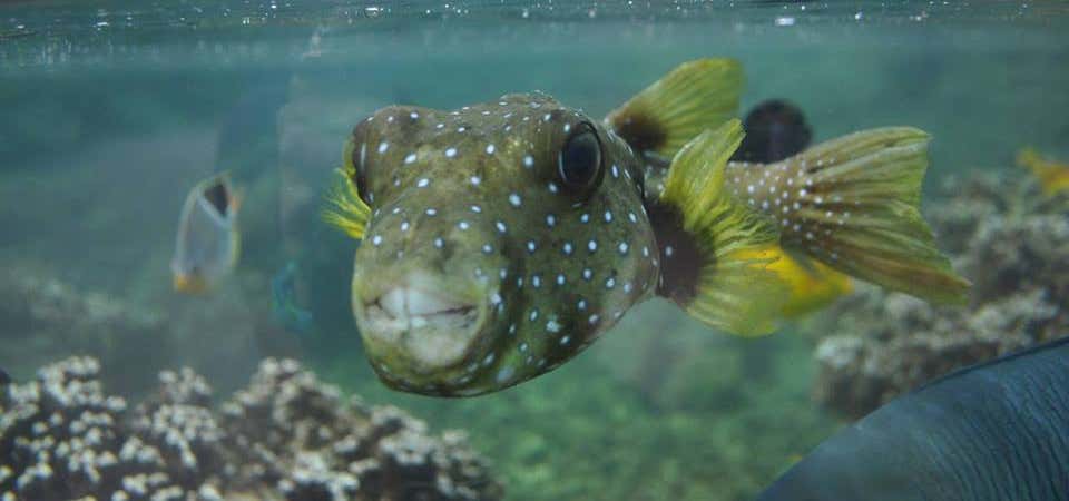 Photo of Waikiki Aquarium