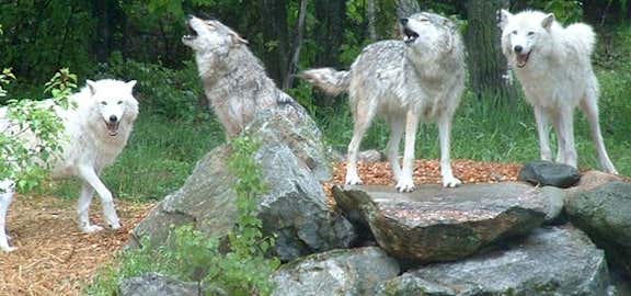 Photo of Colorado Wolf & Wildlife Center