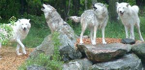 Colorado Wolf & Wildlife Center