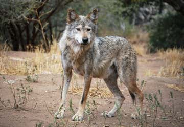 Photo of California Wolf Center