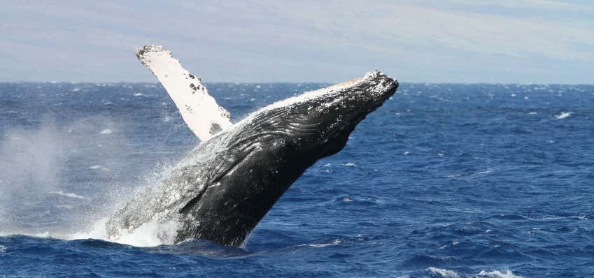 Photo of Hawaii Humpback Whale