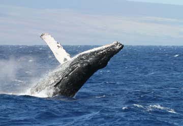 Photo of Hawaii Humpback Whale