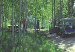 Photo of Maple Bay State Forest Campground