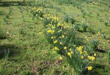 Photo of Daffodil Field