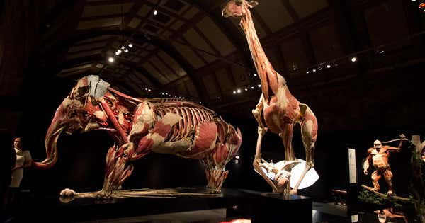 BODIES... The Exhibition, Las Vegas | Roadtrippers