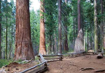 Photo of Tuolumne Grove - Yosemite NP