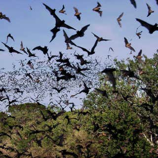 Eckert James River Bat Cave Preserve