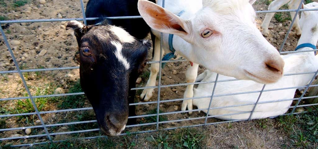 Photo of Catapano Goat Farm