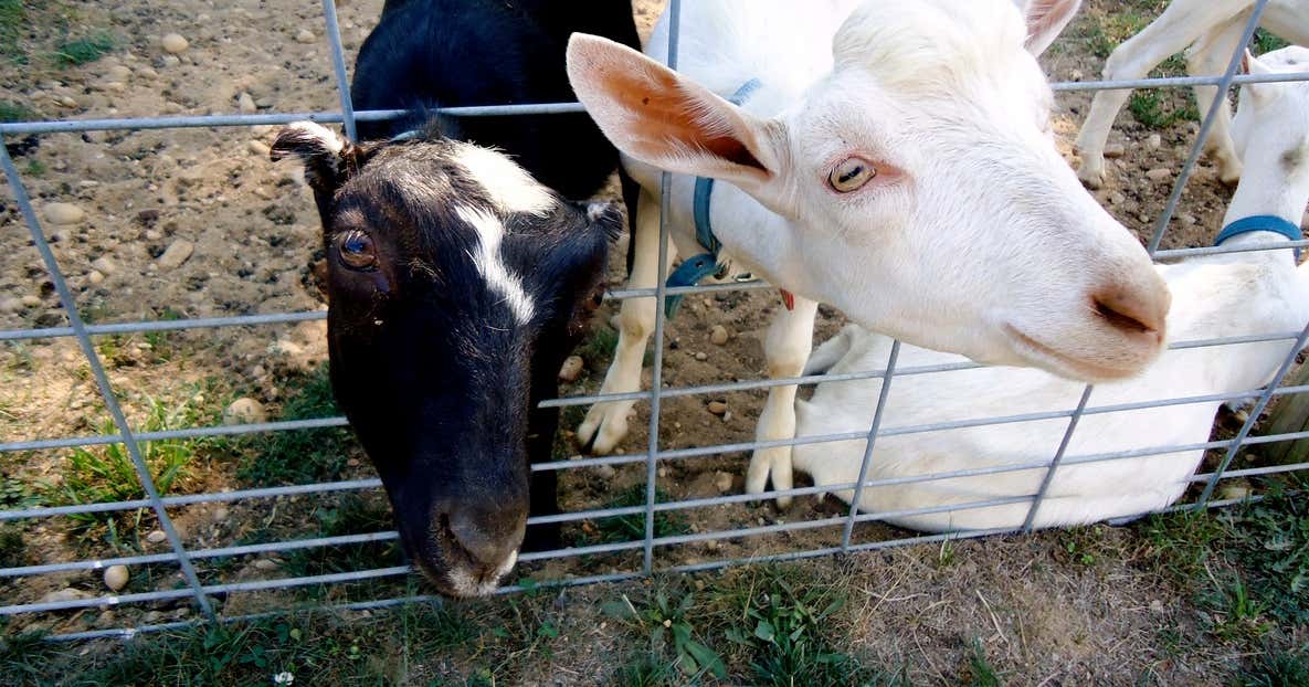 Catapano Goat Farm, Peconic Roadtrippers