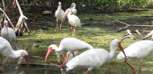 Florida Keys Wild Bird Rehabilitation Center
