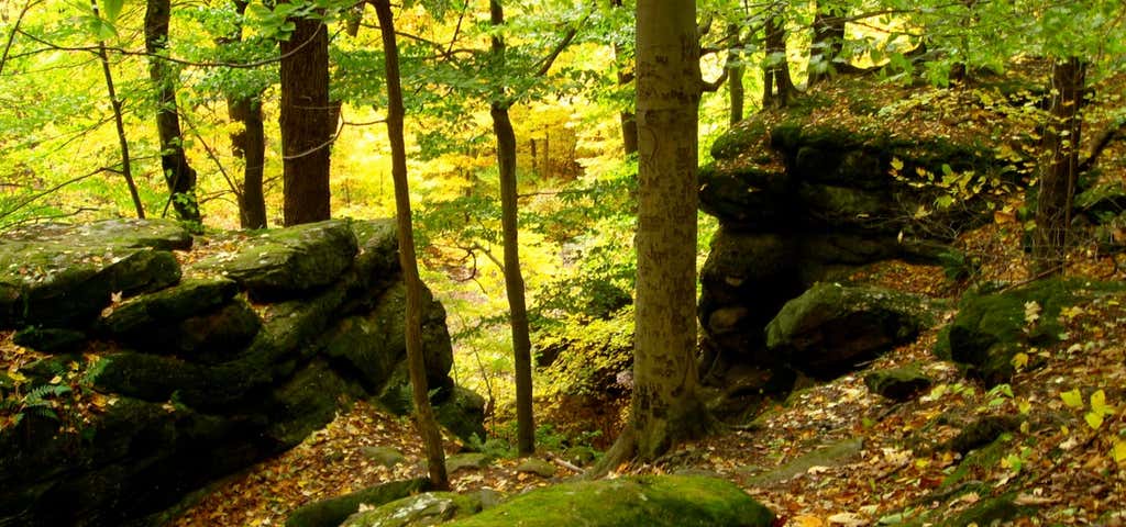 Photo of Chapin Forest