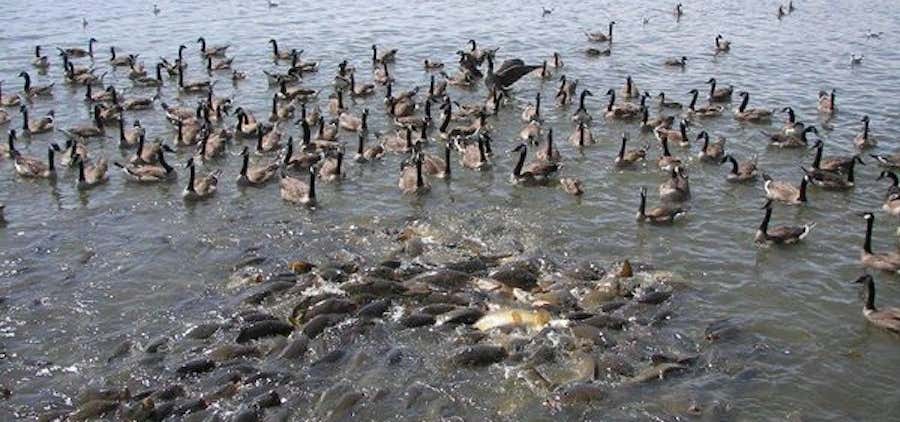 Photo of Where the Ducks Walk on the Fish