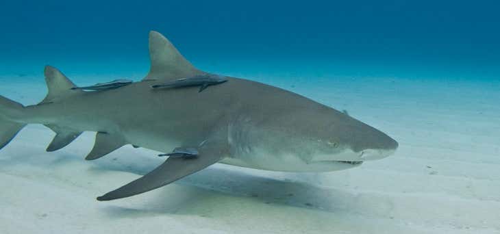 Photo of Key West Extreme Adventures Private Shark Tours