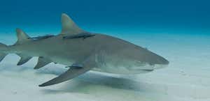 Key West Extreme Adventures Private Shark Tours
