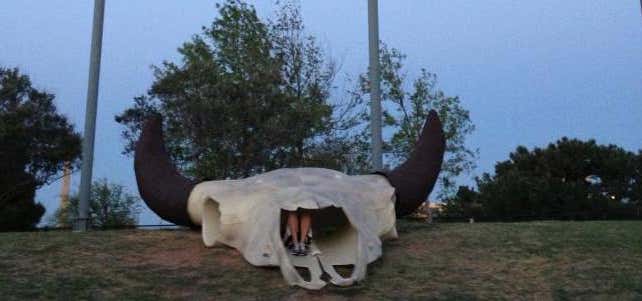 Photo of World's Largest Buffalo Skull