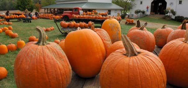 Photo of Devine Farms Pumpkin Patch