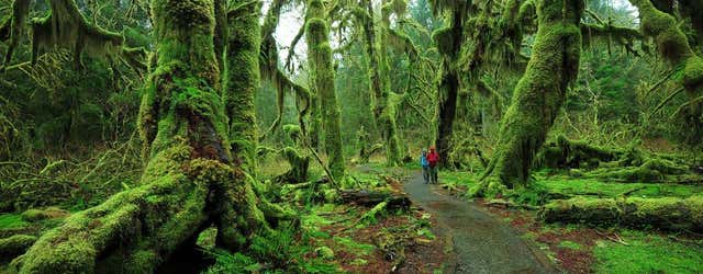 Hall of Mosses Trail