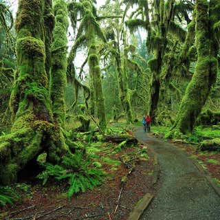 Hall of Mosses Trail