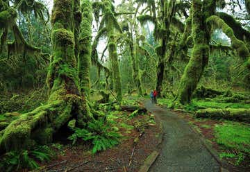 Photo of Hall of Mosses Trail